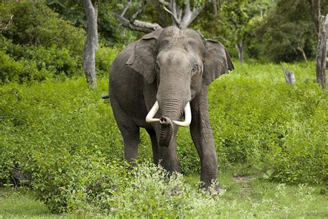 كيف نحمي الفيل الآسيوي من الانقراض