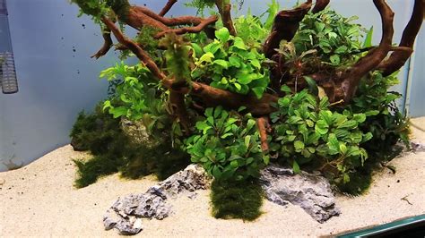 Lighter rock such as lava rock is often used as a base, with more aesthetic rock on the surface. How to: Aquascaping a UNS 60U Bucephalandra Nature Style ...