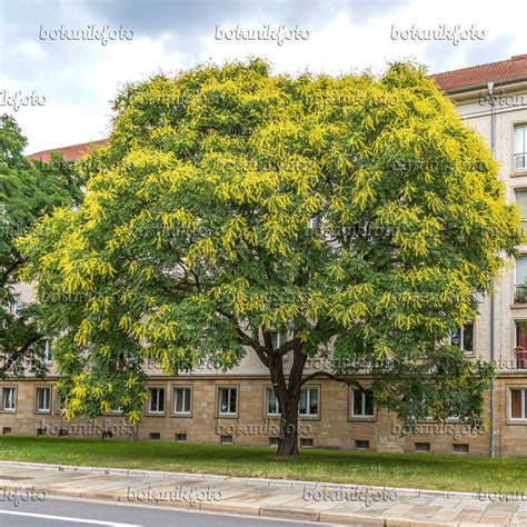 Image Golden Rain Tree Koelreuteria Paniculata 616249 Images Of