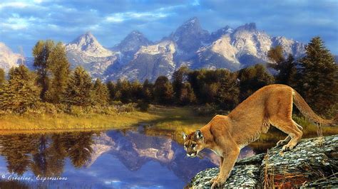 Cougar Territory Cougar Cats Animals Mountains Hd Wallpaper Peakpx
