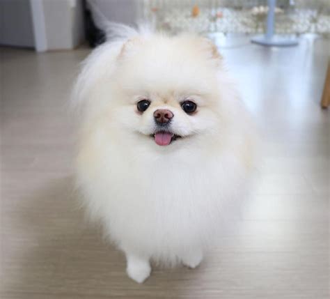 Pomeranian Dog Breed Info: Pictures, Characteristics & Facts | Dog breed info, Pomeranian breed 