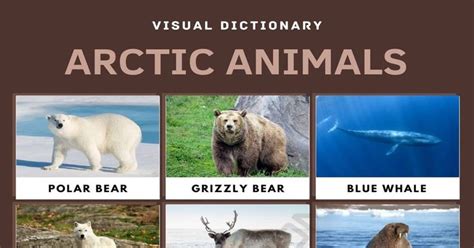 Arctic Animals List Of Arctic Animals With Interesting Facts