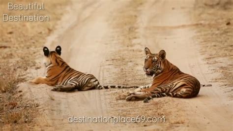 Bandhavgarh National Park Tiger Attack Cows In Bandhavgarh National