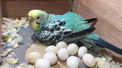 Parakeet Eggs The Unsung Facts Appetite Pets