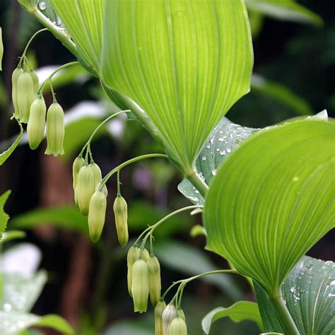 Polygonatum Biflorum Midwest Groundcovers Llc