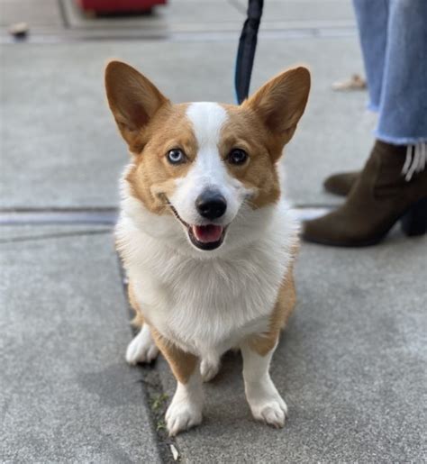 Dog Of The Day Charlie The Pembroke Welsh Corgi The Dogs Of San