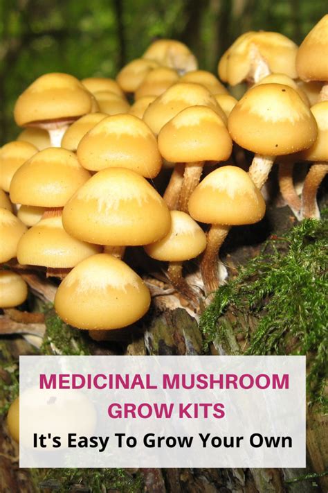 A Guide To Medicinal Mushroom Grow Kits Medicinal Mushroom Guide