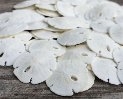 Sand Dollar Real Sand Dollars 12 78 Set Of 50 Small White