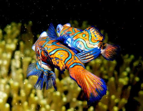Mandarin Fish Mating Steve Childs Flickr