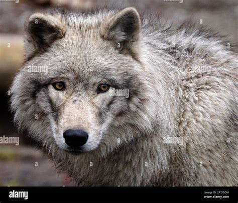 Amazing Extreme Close Up Portrait Of A Grey Wolf Stock Photo Alamy