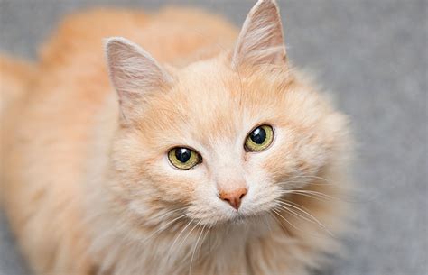 Adopting a rescue cat is a wonderful way to get a grateful and loving companion while also saving a life. Adopting Older Cat | Best Friends Animal Society