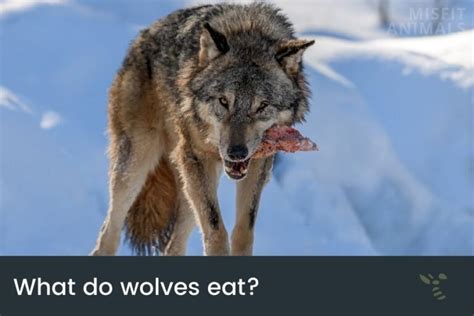 ¿qué Comen Los Lobos Aprende Sobre La Naturaleza Farmacia Cinca