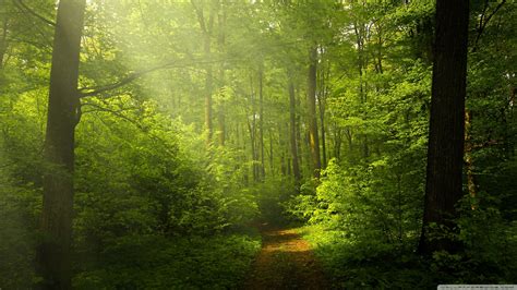 Beautiful Nature Image Green Forest Ultra Hd Desktop