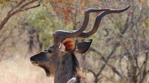 Free Images Wildlife Horn Portrait Mammal Fauna Antelope
