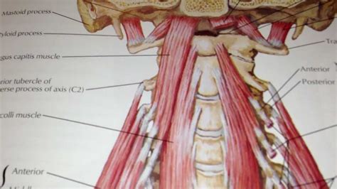 Section A Question 54 The Prevertebral And Scalene Muscles Youtube