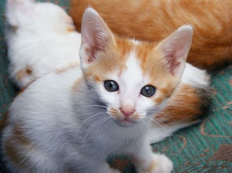 Orange Tabby Kitten Kitten Pussycat Cats Animals Pet Kitty Cute