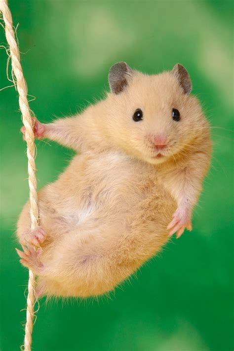 Hanging Hamster Iphone Wallpaper Hd