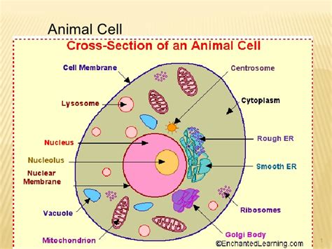 The names of animal cell parts can be hard to remember, but you can use this quiz game to make it easy. Organelles L 2