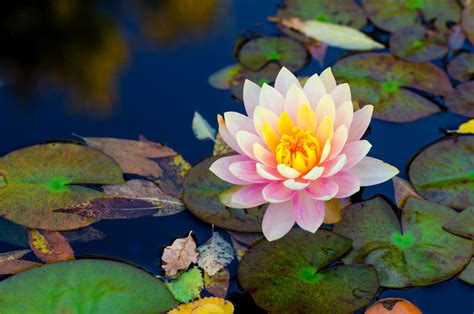 Types of lotus flowers with pictures. List of Different Types of Exotic Flowers With Exquisite ...