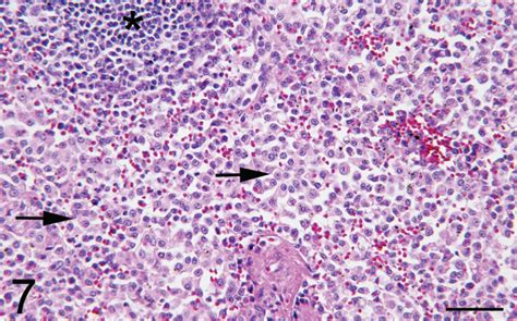 Disseminated Cutaneous Mast Cell Tumors With Epitheliotropism And