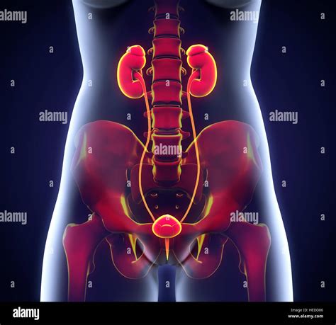 Human Kidneys Anatomy Stock Photo Alamy