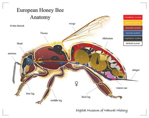 European Honey Bee Anatomy Digital Art By Alex Surcica Fine Art America
