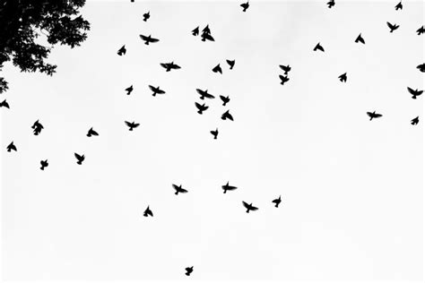 Flock Of Birds Sky Bokeh 13  Wallpapers Hd Desktop And