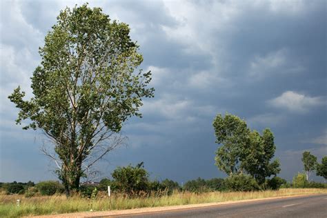 Trees And Stormy Clouds Free Stock Photo Public Domain Pictures