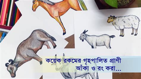 How To Draw Domestic Animals For Kids Domestic Animals Animal