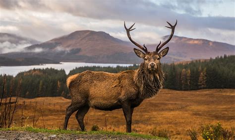 Dangerous Animals In Scotland A Short Awareness Guide