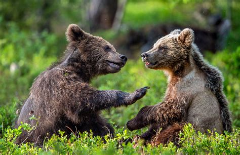 Brown Bear Cubs Playfully Fighting In Summer Forest Scientific Name
