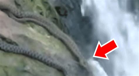 Shocking Video Of How Two Giant Snakes Are Fishing In Dangerous River