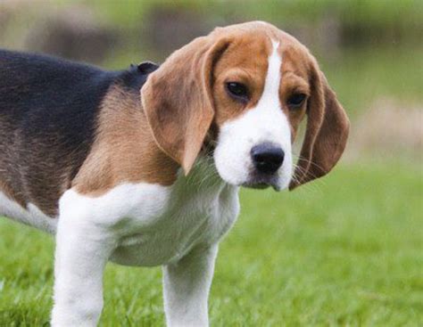 Características Y Cuidados Del Beagle Un Perro Cazador Y Bello Bekia