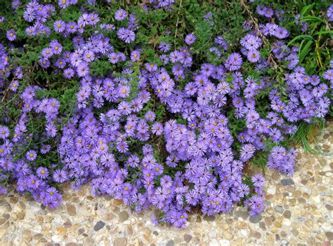 Aerial Photography Of Bed Of Purple Petaled Flowers Hd Wallpaper