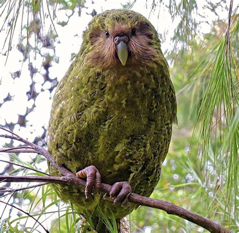 🔥 In New Zealand The Bird Of 2020 Was Chosen It Is The Worlds Largest