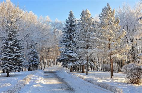Beautiful Winter Forest Wallpaper Nature And Landscape