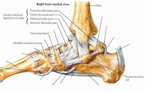 Tendons And Ligaments In Foot And Leg Ankle Impingement Syndrome