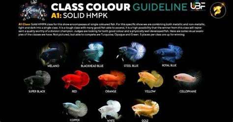 Class Color Guideline Solid Color Betta Fish