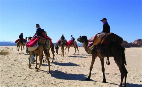 Sinai Desert Camel Trek From Matamir To Nawamis Dahab Project