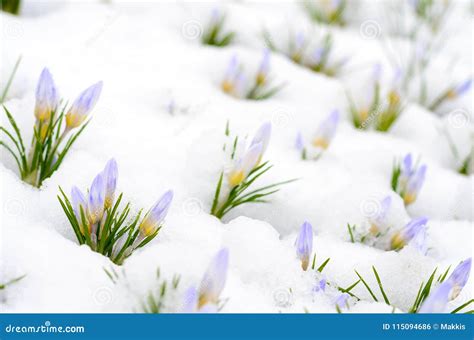 Crocus Flowers Emerging Through Snow In Early Spring Stock Photo