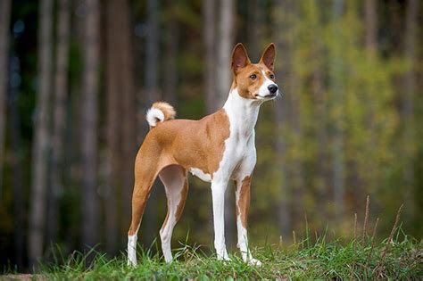 Basenji Dog Breed Information Pictures Characteristics