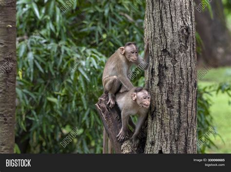 Two Monkeys Playing On Image And Photo Free Trial Bigstock