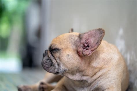 French Bulldog Dermatitis All You Need To Know Raised Right Human