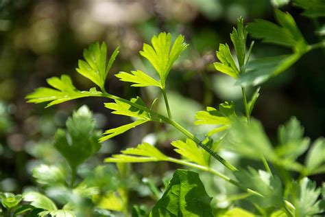Parsley - An excellent diuretic to flush out kidney stones