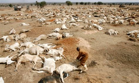 Drought Hits Ethiopia Claims 2 Million Animals Punch Newspapers