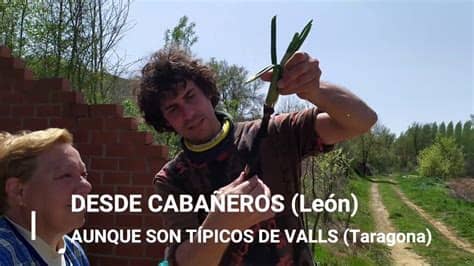 Puedes cortar los espárragos crudos, pero la mayoría de las personas prefieren cocinarlos primero porque así se ablandan las varillas leñosas. Cocina fácil: Cómo se comen los calçots? - YouTube