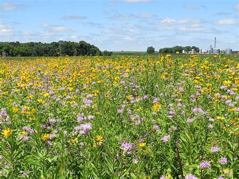 Penelopedia Nature And Garden In Southern Minnesota Prairie Flowers At St Olaf Natural Lands