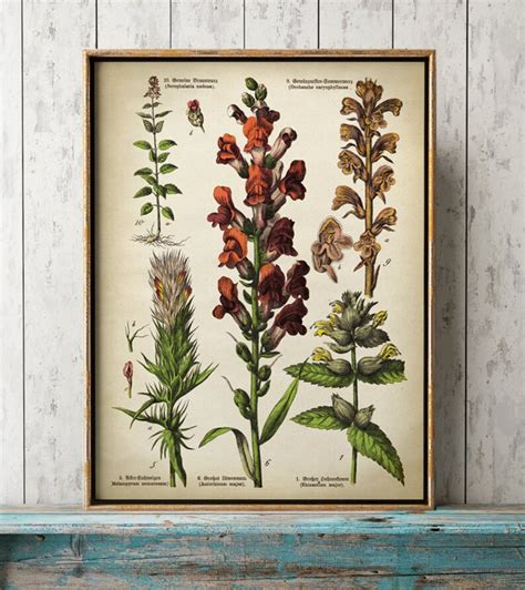 Botanical Print Set Of 6 Art Prints Medicinal Plants Etsy