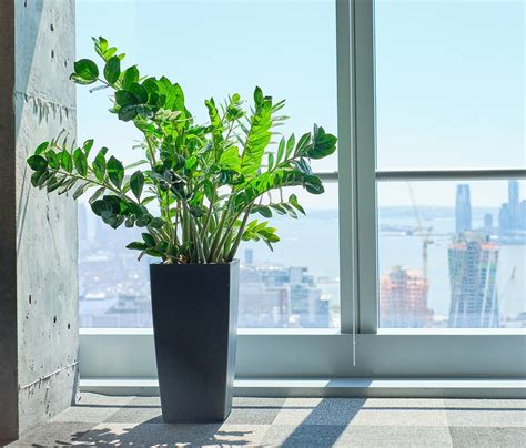 How To Choose Best Plants For Your Office My City Plants Best Indoor