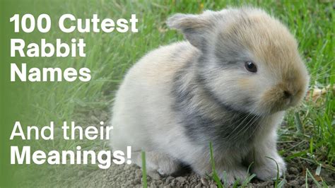 100 Cute Rabbit Names And Meanings 50 Boy And 50 Girl Bunny Names